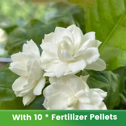 ✨🌸 Jasmin-Samen (mit Dünger) – duftend und einfach anzubauen🍃