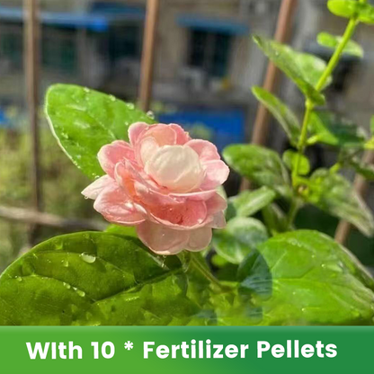 ✨🌸 Jasmin-Samen (mit Dünger) – duftend und einfach anzubauen🍃