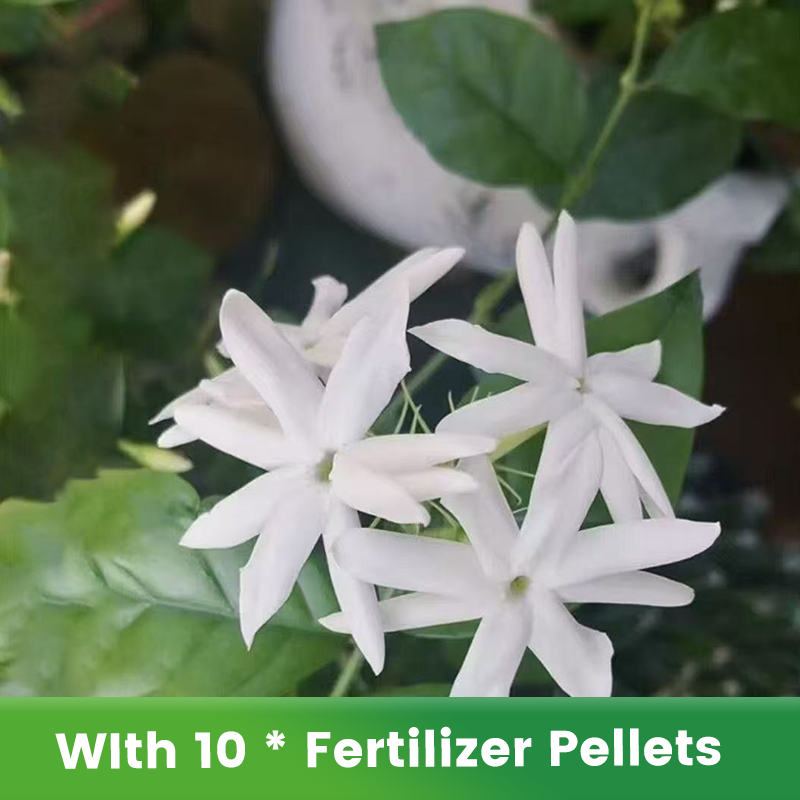 ✨🌸 Jasmin-Samen (mit Dünger) – duftend und einfach anzubauen🍃