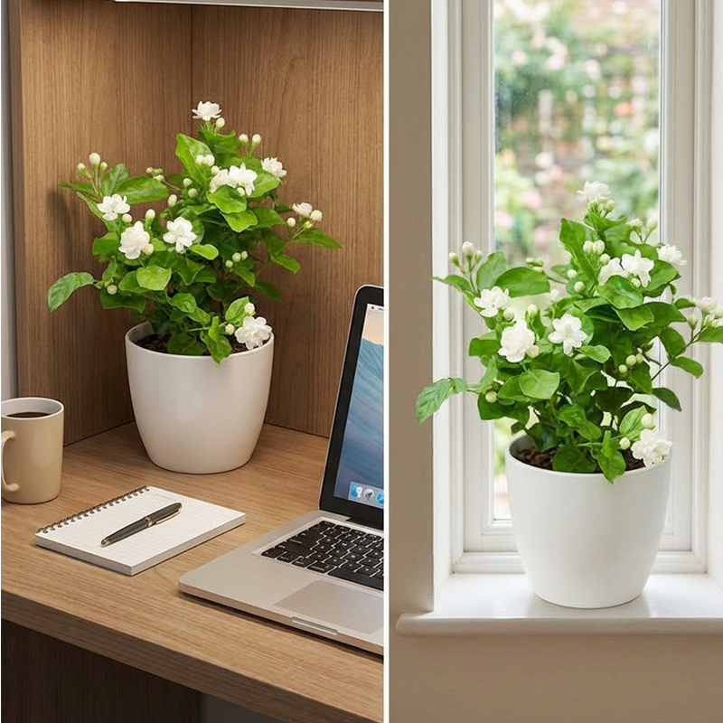 ✨🌸 Jasmin-Samen (mit Dünger) – duftend und einfach anzubauen🍃