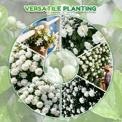 ✨🌸 Jasmin-Samen (mit Dünger) – duftend und einfach anzubauen🍃