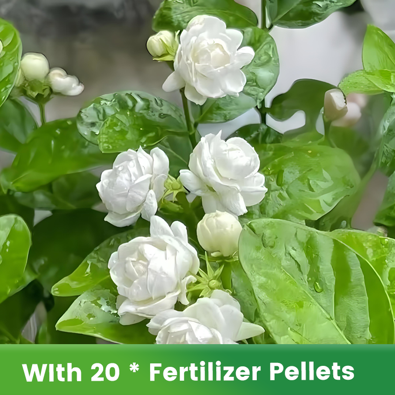 ✨🌸 Jasmin-Samen (mit Dünger) – duftend und einfach anzubauen🍃