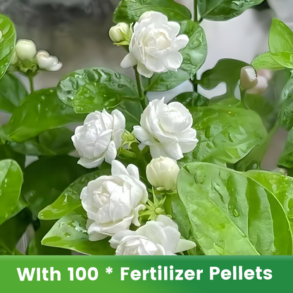 ✨🌸 Jasmin-Samen (mit Dünger) – duftend und einfach anzubauen🍃