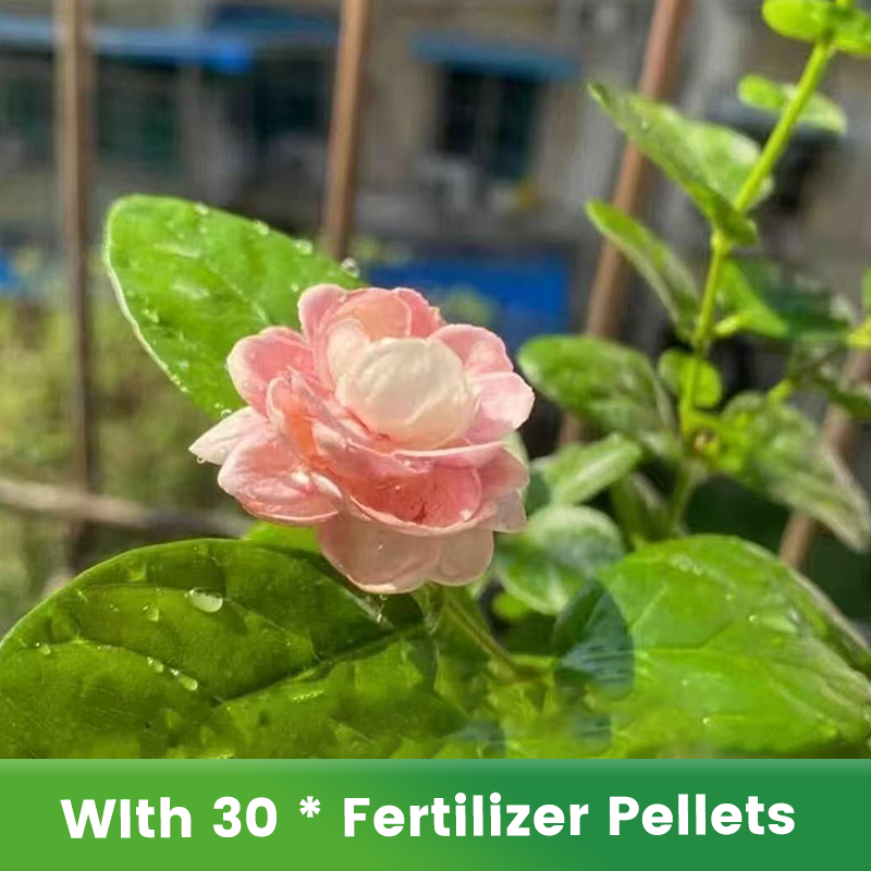 ✨🌸 Jasmin-Samen (mit Dünger) – duftend und einfach anzubauen🍃