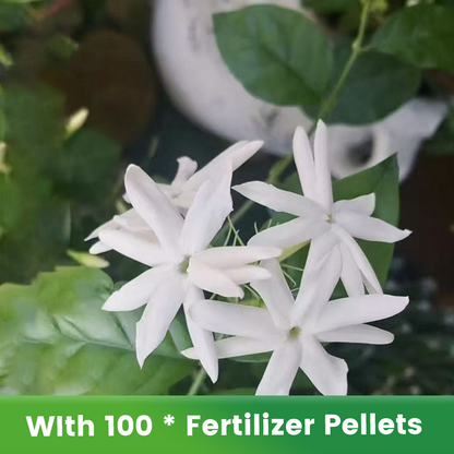 ✨🌸 Jasmin-Samen (mit Dünger) – duftend und einfach anzubauen🍃