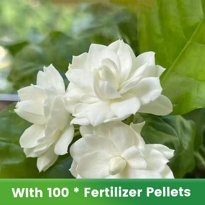 ✨🌸 Jasmin-Samen (mit Dünger) – duftend und einfach anzubauen🍃