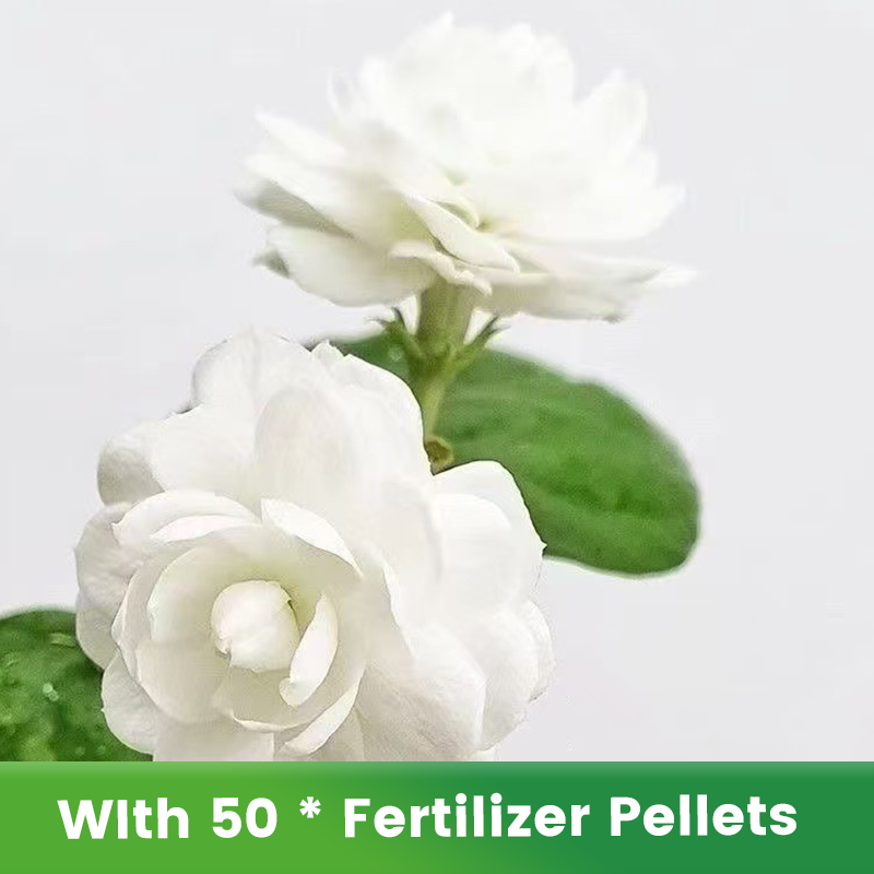 ✨🌸 Jasmin-Samen (mit Dünger) – duftend und einfach anzubauen🍃