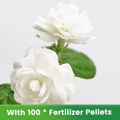 ✨🌸 Jasmin-Samen (mit Dünger) – duftend und einfach anzubauen🍃