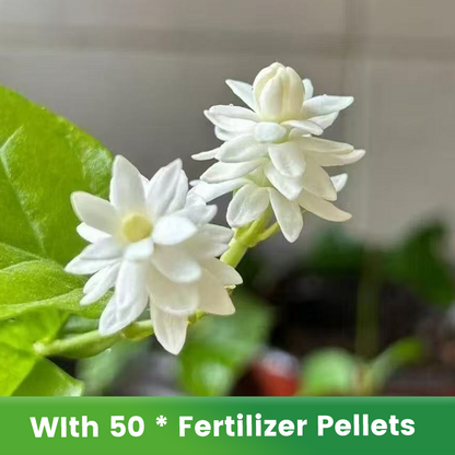 ✨🌸 Jasmin-Samen (mit Dünger) – duftend und einfach anzubauen🍃