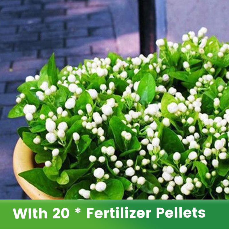 ✨🌸 Jasmin-Samen (mit Dünger) – duftend und einfach anzubauen🍃