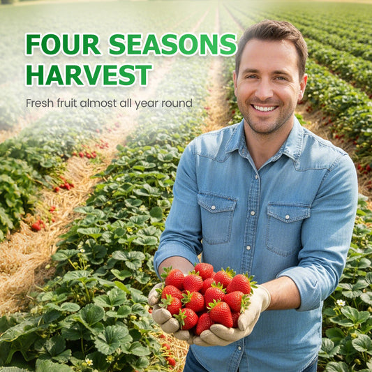 🍓Einfach anzubauende Erdbeersamen – streuen Sie die Samen aus und freuen Sie sich auf eine rubinrote Ernte!🍓✨