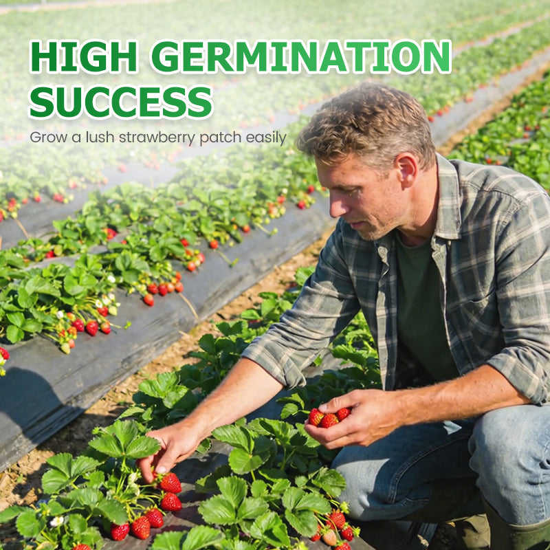 🍓Einfach anzubauende Erdbeersamen – streuen Sie die Samen aus und freuen Sie sich auf eine rubinrote Ernte!🍓✨